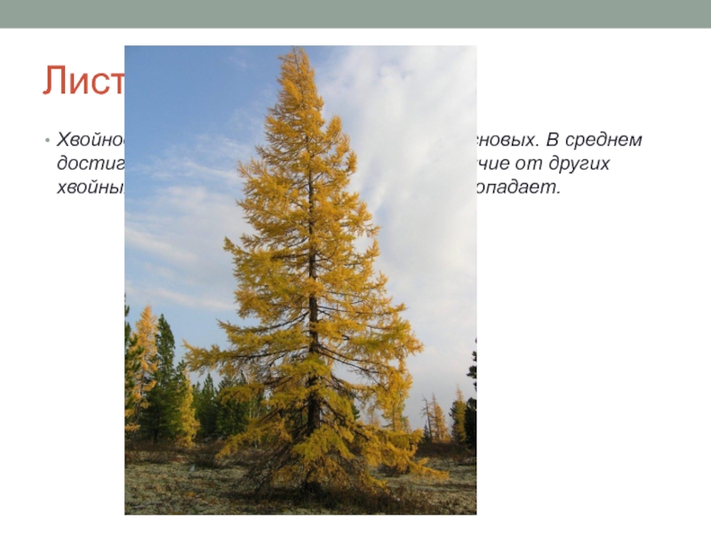 ЛиственницаХвойное древесное растение семейства сосновых. В среднем достигают высоты 35 – 40 метров. В отличие от других