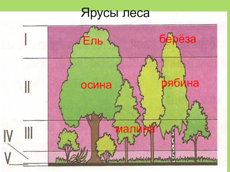 Ярусность леса схема