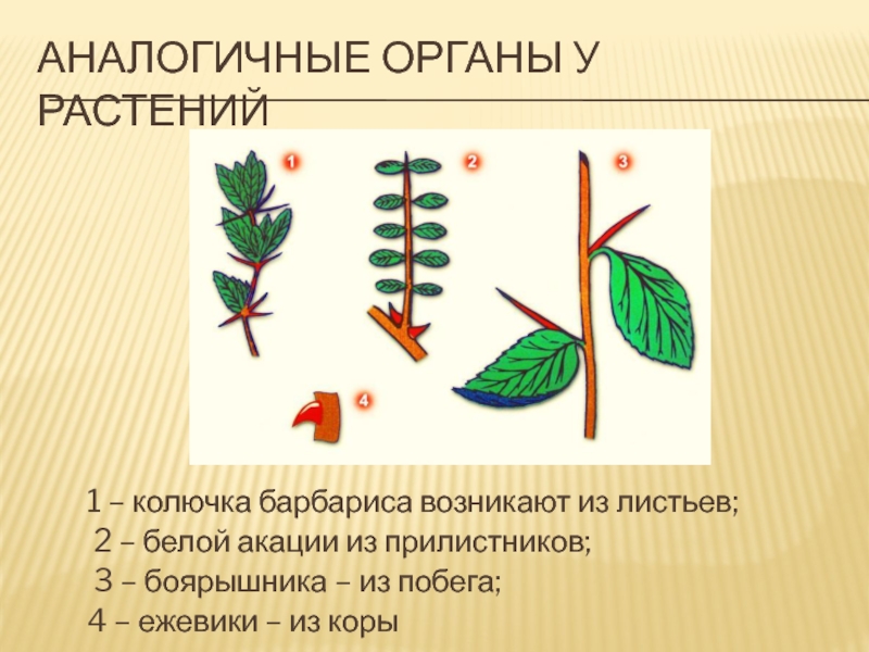 Рассмотрите рисунки растений боярышника и винограда найдите гомологичные органы