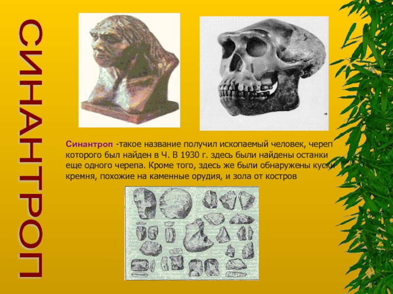 Синантроп. Ископаемый Возраст синантропа. Череп синантропа описание. Окаменелости черепа синантропа.