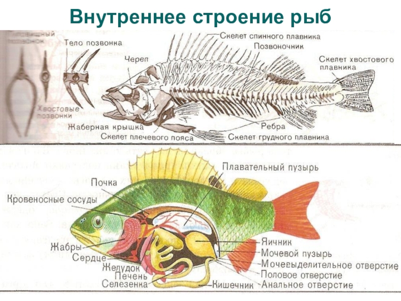 Внутреннее строение рыбы схема для детей