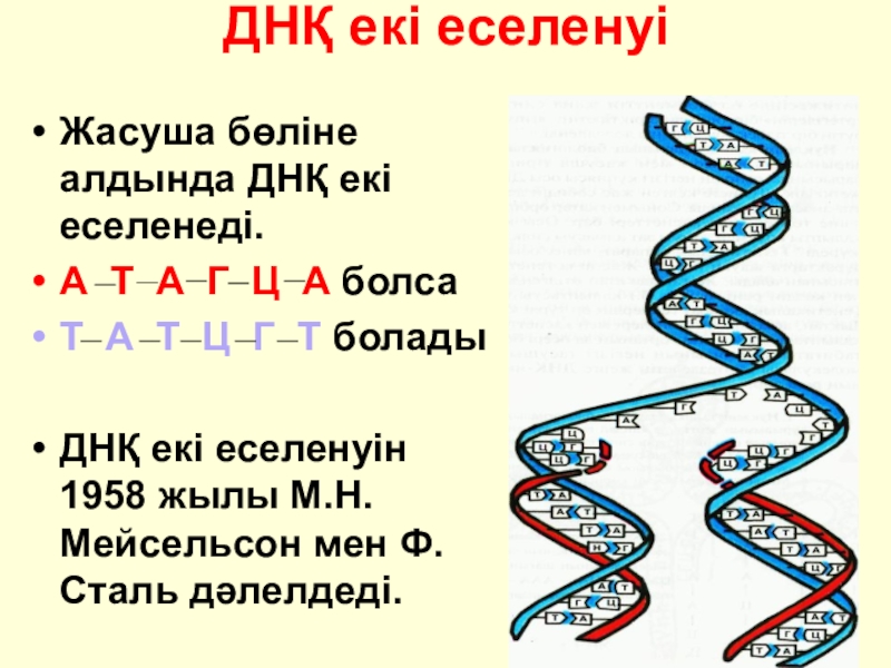Нуклеин. ДНҚ моделі. ДНҚ репликациясы презентация. Рекомбинантты ДНҚ. Нуклеин структура.