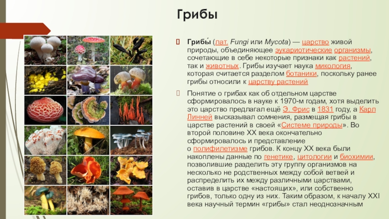 Признаки живых организмов грибы