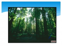 Презентация по окружающему миру на тему Жизнь леса (4 класс)