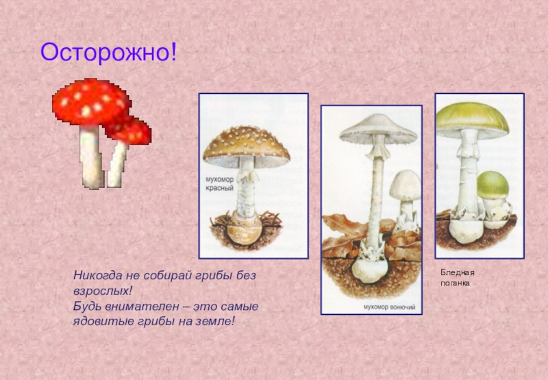 Грибы обж 8 класс. Ядовитые грибы. Ядовитые грибы окружающий мир. Несъедобные грибы окружающий мир. Ядовитые грибы 2 класс.
