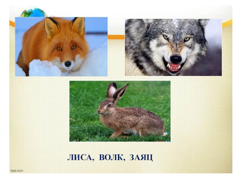 Заяц волк лиса это. Волк лиса и заяц. Волк и лиса. Зайцы лисы волки. Медведь лиса заяц.
