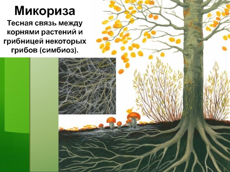 На рисунке показано микориза грибов на корнях дерева эти тесные взаимоотношения 2 видов называются