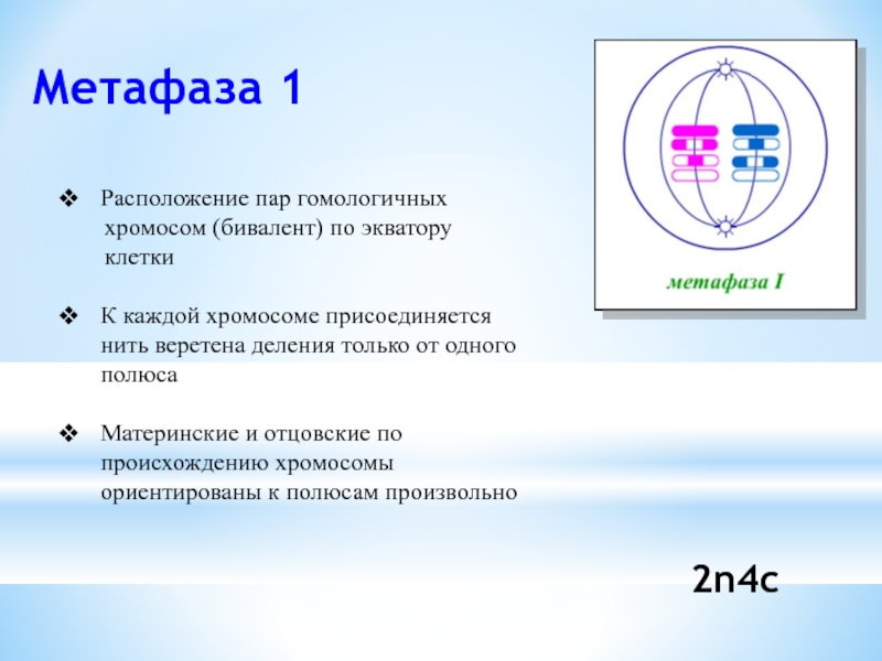 Метафаза мейоза 2 рисунок