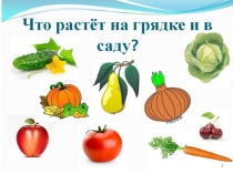 Презентация. Что растет на грядке и в саду?