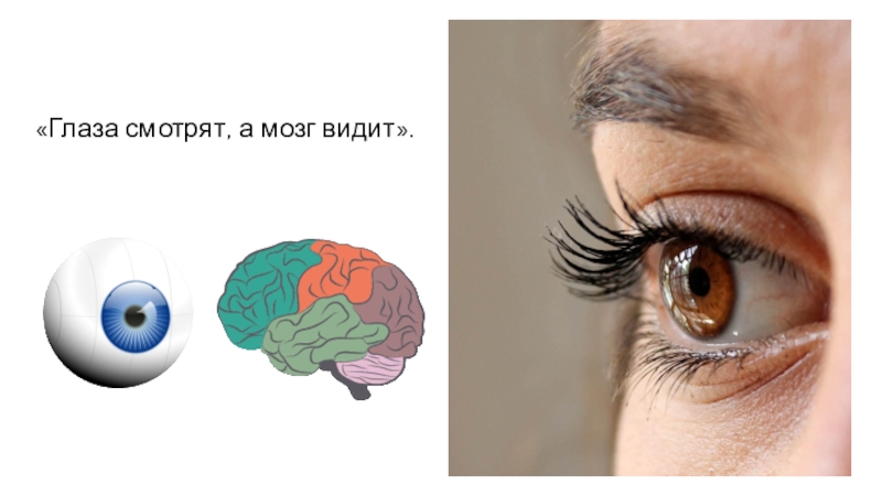 В мозг через глаза. Зрение и мозг. Восприятие глаза. Глаз мозг зрение.