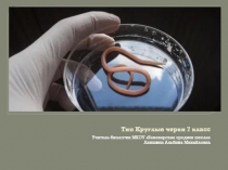 Презентация по биологии 7 класс Тип круглые черви