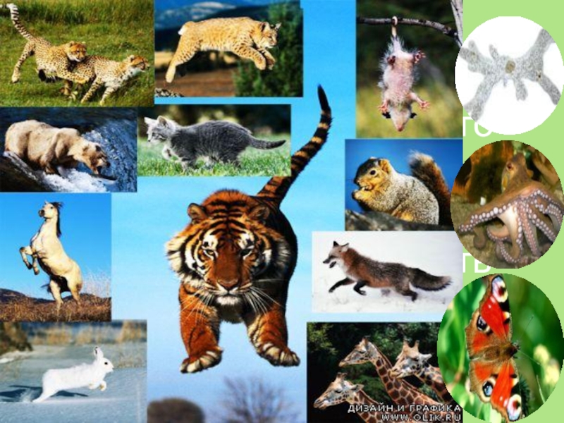 Animal organism. Движение живых организмов. Движение животных. Движение животных организмов. Животные в движении.