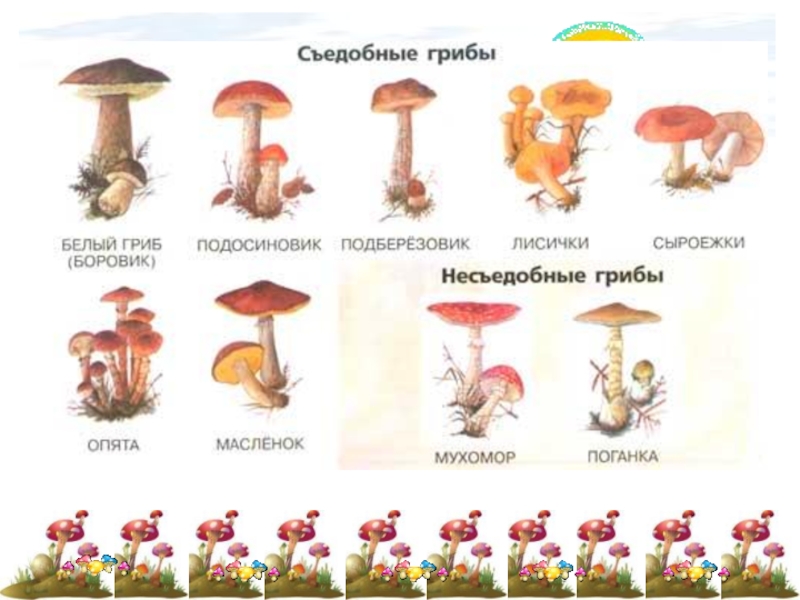 Грибы с какого возраста можно давать детям. Какие грибы нельзя есть. Съедобные и ядовитые грибы. Несъедобные грибы для детей. Съедобные и несъедобные грибы для детей.