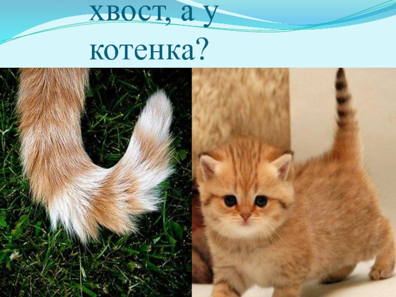 Песня кошка хвостом. Хвост котенка. Кот с хвостом. Котенок с маленьким хвостом. Кошачий хвостик.