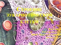 Презентация по биологии по теме  Строение эукариотической клетки