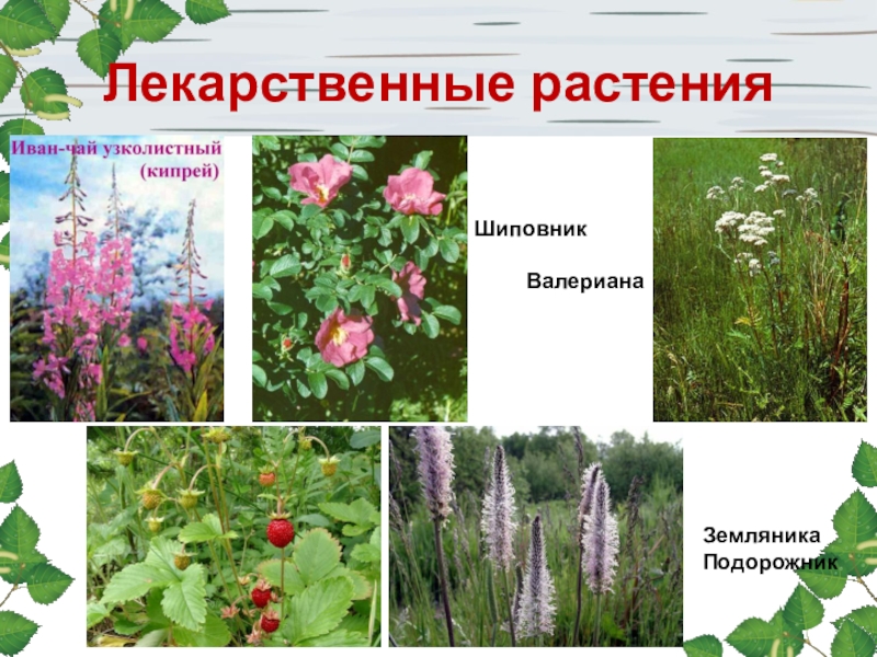 Лекарственные травы оренбургской области фото и описание