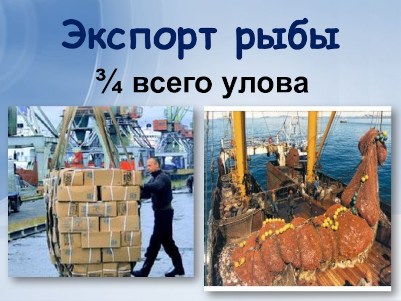 Экспорт рыбы¾ всего улова