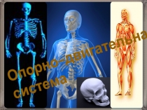 Презентация по биологии на тему Опорно-двигательная система (8 класс)