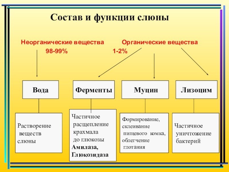 Как называется образец слюны