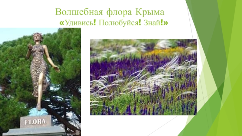 Презентация Презентация к внеклассному мероприятию по крымоведению на тему Волшебная флора Крыма