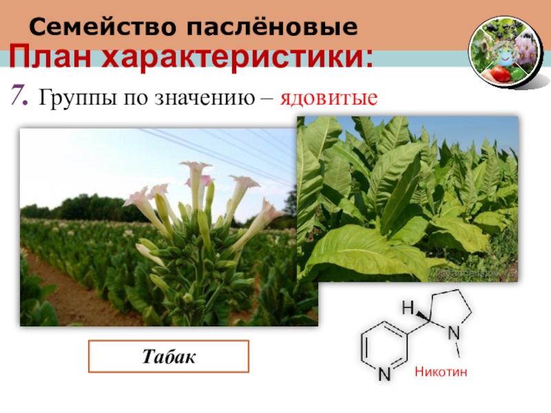 План характеристики семейства Пасленовые. Никотин в пасленовых. Значение семейства пасленовых. Характеристика семейства Пасленовые.