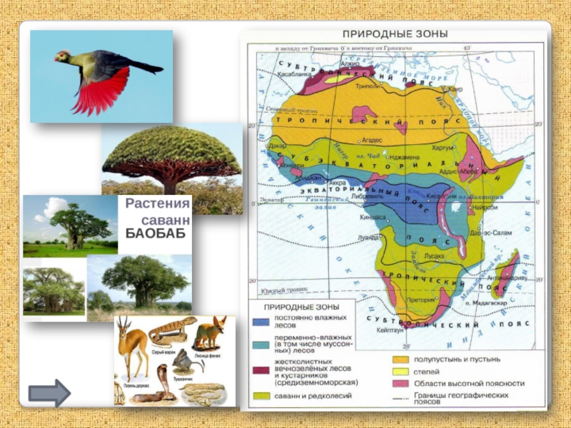 Природные зоны кубы. Карта природных зон Африки 7 класс. Природные зоны Африки саванны таблица. Природные зоны Африки карта география 7. Природные зоны Африки 7 класс.
