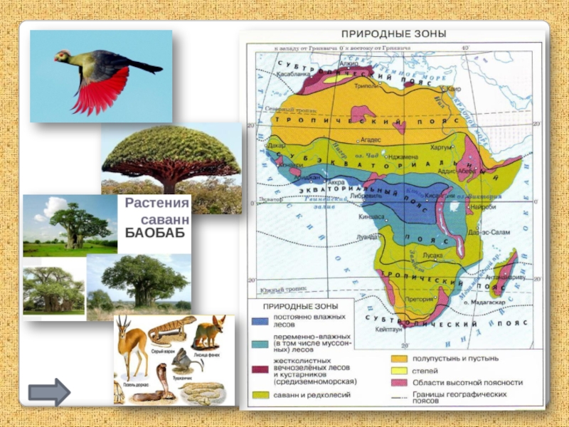 Природные зоны африки 7. Карта природных зон Африки 7 класс. Природные зоны Африки карта с животными и растениями. Карта растительности Африки. Растительный мир Африки карта.