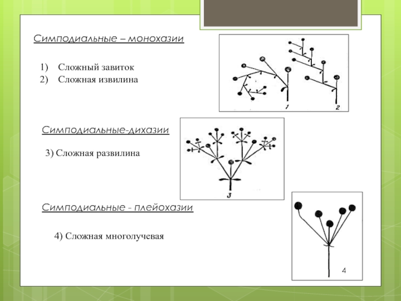 Определенные соцветия. Монохазий дихазий плейохазий. Монохазий извилина дихазий. Симподиальное ветвление по типу монохазия. Монохазий соцветие.