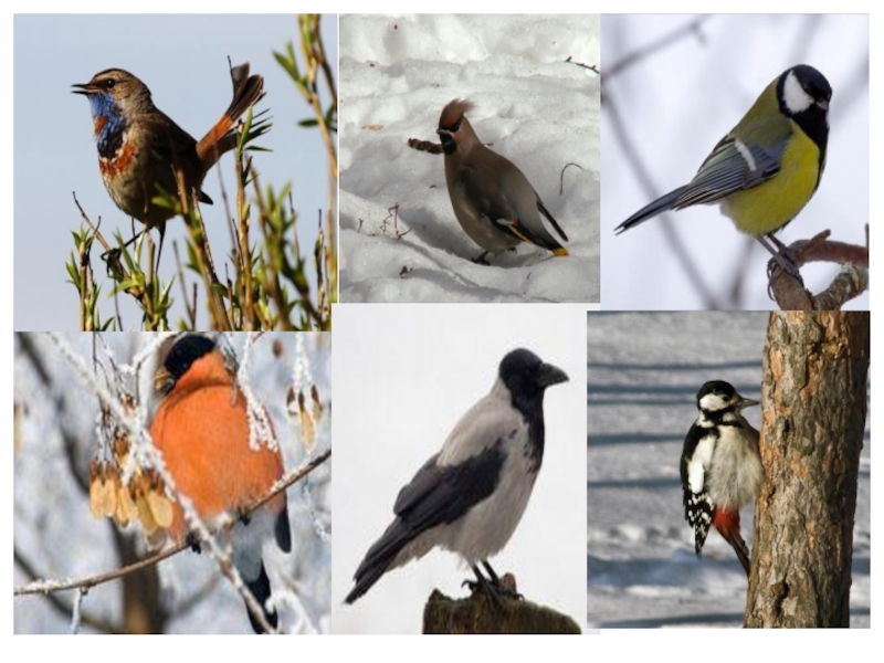 Птицы татарстана фото с названиями летом
