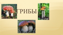 Презентация по биологии на тему Грибы