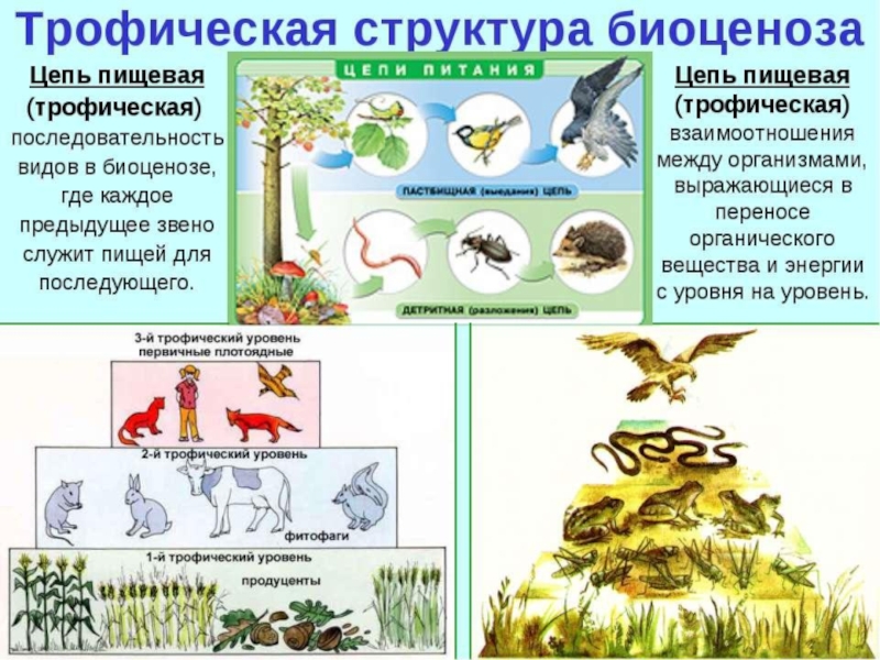 Презентация на тему естественные и искусственные биоценозы 7 класс