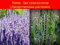 Презентация по кабардинской литературе Лекарственные растения