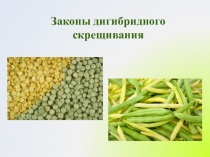 Презентация по биологии на тему Дигибридное скрещивание