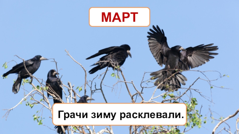 Грач на горе. Грачи весной. Грачи прилетели и охренели. Март Грачи.