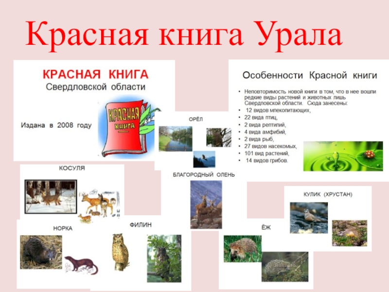 Красная книга южного урала проект