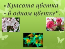 Красота цветка - в одном цветке