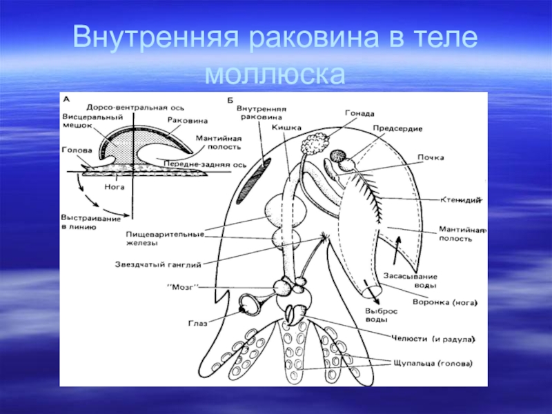 Дыхание головоногих. Строение раковины головоногих. Головоногие моллюски внешнее строение. Головоногие моллюски внутреннее строение. Внешнее строение головоногих моллюсков.