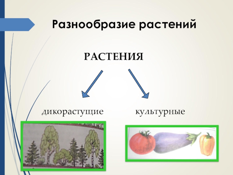 Многообразие и значение растений презентация 5 класс. Разнообразие и распространение растений. Разнообразие и значение растений. Разнообразные распространение значение растений. Схема многообразие растений.