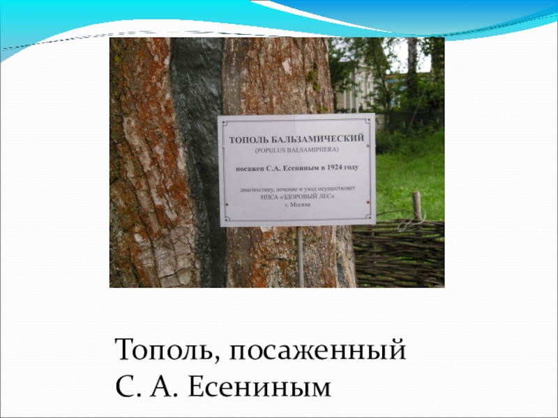 План анализа стихотворения черемуха есенин. Тополь бальзамический Есенин. Тополь который посадил Есенин. Анализ стихотворения черемуха Есенин. Дуб Есенина.