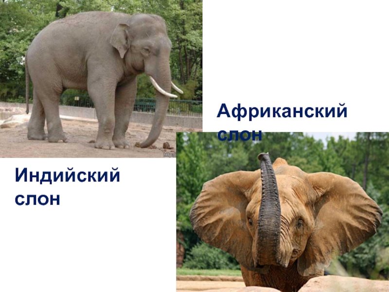 Африканские и индийские слоны 1 класс. Африканский и индийский слон. Индийские слоны и африканские слоны. Африканский и индийский слон различия. Слон Африканский и индийский разница.