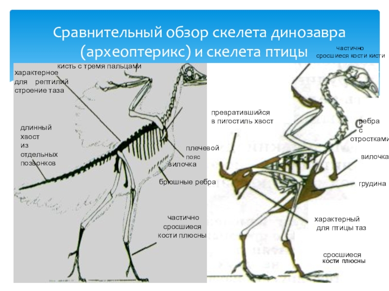 Особенности строения скелета в жизни птицы. Археоптерикс строение скелета. Археоптерикс и Эволюция. Скелет археоптерикса и птицы. Археоптерикс внутренне строение.