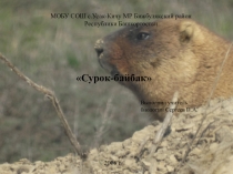 Презентация Сурок-байбак по биологии 7 класса