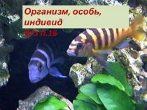 Презентация по биологии  Организм, особь, индивид 5 класс