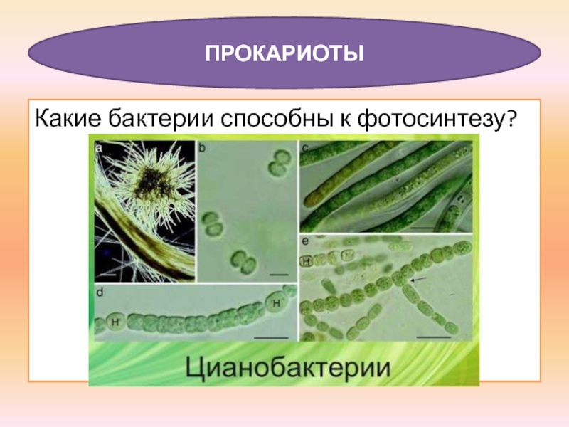 Какие организмы способны. Бактерии способны к фотосинтезу. Какие бактерии способны к фотосинтезу. Клубеньковые бактерии способна к фотосинтезу. Бактерии способные к фотосинтезу названия.