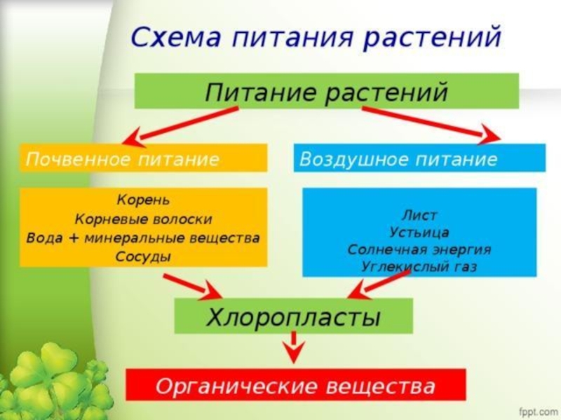 Питание характерно. Таблица по биологии 6 класс воздушное питание растений фотосинтез. Корневое питание растений 6 класс биология. Минеральное питание растений 6 класс схема. Минеральное и воздушное питание растений.