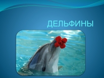 Презентация по окружающему миру Дельфины