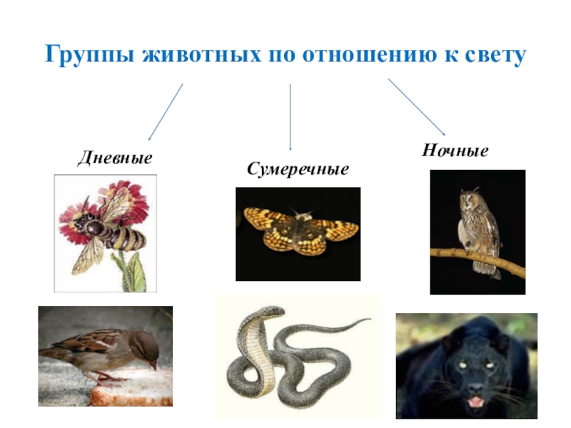 Образ жизни животных. Классификация животных по отношению к свету. Группы животных по отношению к свету. Дневные животные по отношению к свету. Экологические группы животных по отношению к свету.