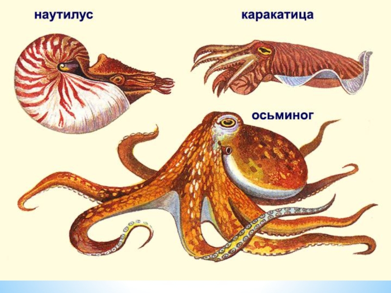 Какой тип развития характерен для каракатицы изображенной на рисунке