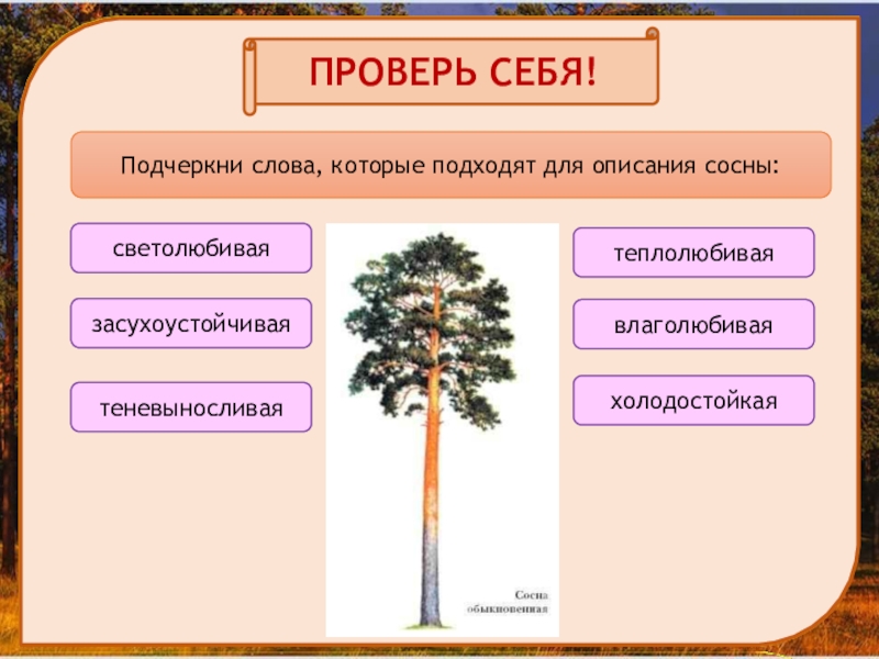 В сосновом лесу презентация 2 класс планета знаний