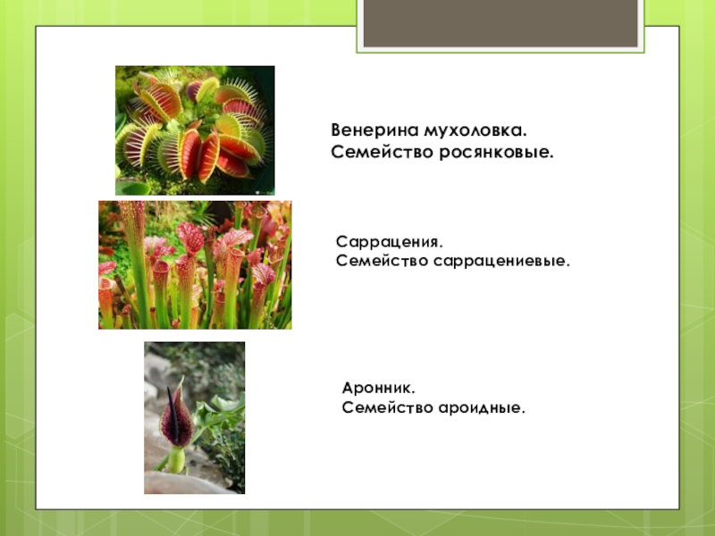 Доклад про растения 6 класс. Растения ароидной группы. Ароидные представители. Мухоловка цветок проект. Хищные растения доклад.